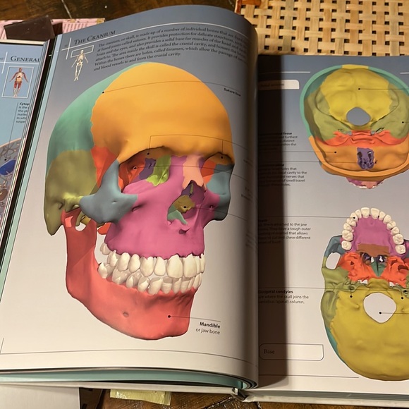 Anatomy 360 The Ultimate Visual Guide to the Human Body by Dr. Jamie Roebuck - Picture 3 of 6